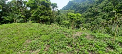為建構台中西部淺山保育軸帶，113年於臺中市太平區完成新植造林 (1)